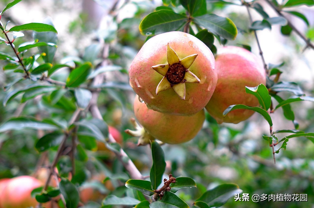 石榴树的养护知识,什么石榴树果子长得又大又甜