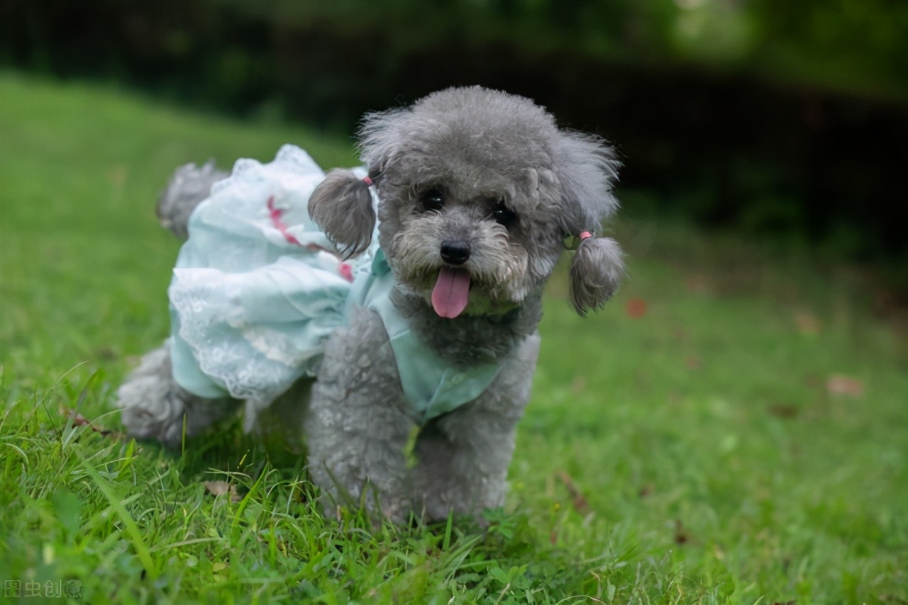 灰色贵宾犬的优点和缺点,贵宾犬小型灰色多少钱一只