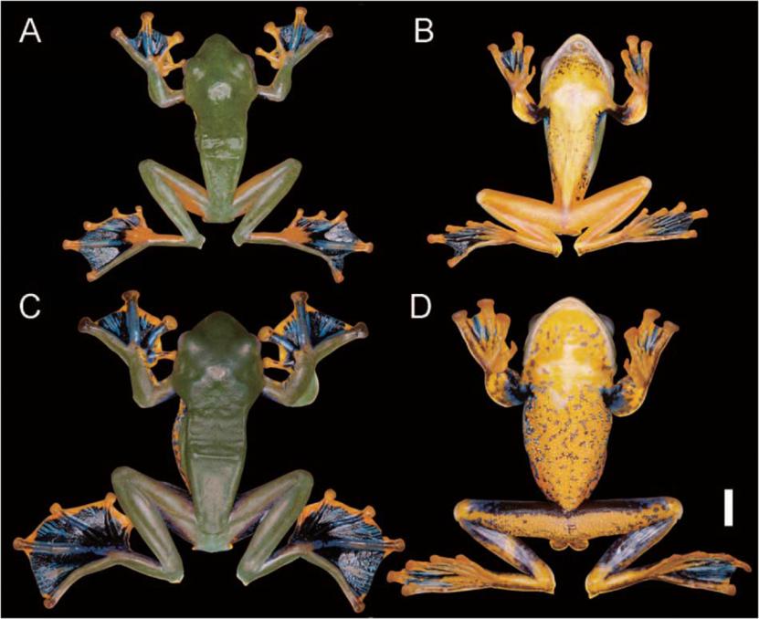 青蛙辨别颜色小视频,青蛙鉴定
