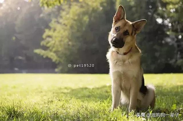 为什么狗歪着头,狗歪着头跑