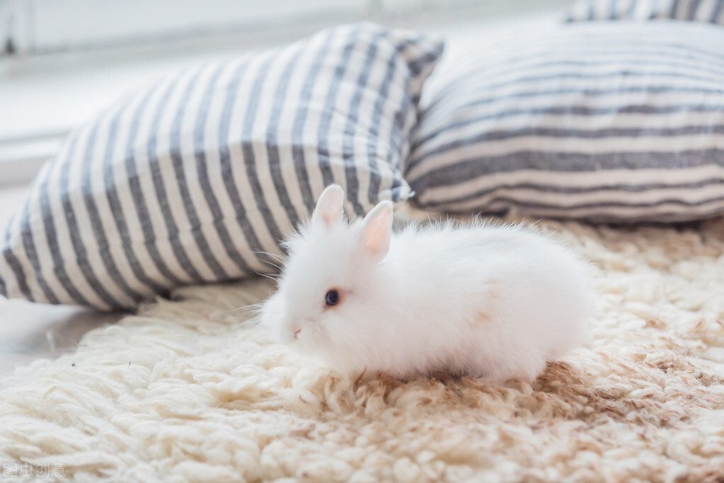 小兔子的脚烂了怎么办,小兔子脚总是湿湿的