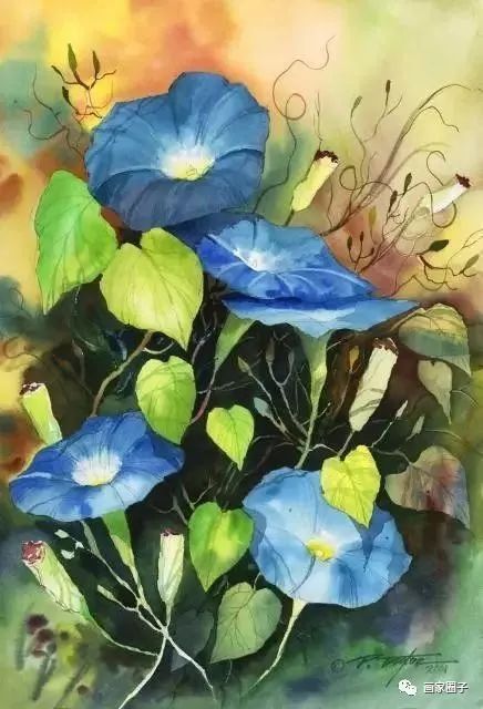 100种漂亮花卉图片,100张漂亮花图