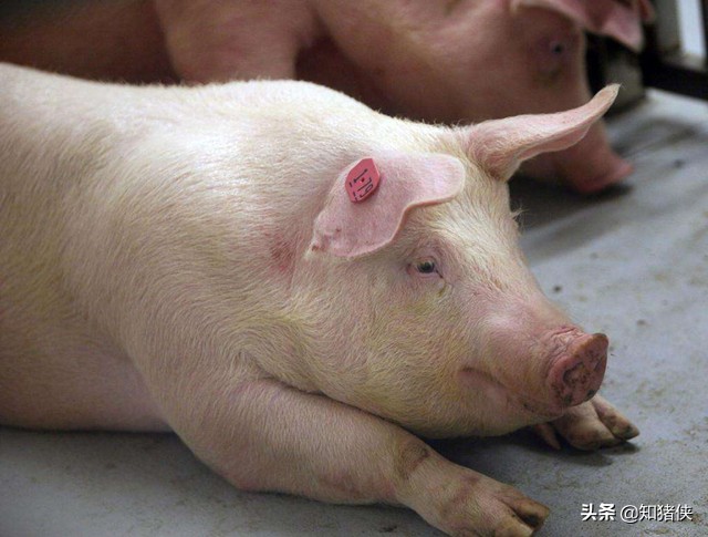 猪群轮状病毒,猪回肠炎便血