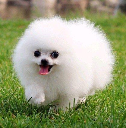 向往优宠_宠物，博美夏天呼吸不畅怎么办_出气困难_喘气_鼻塞_