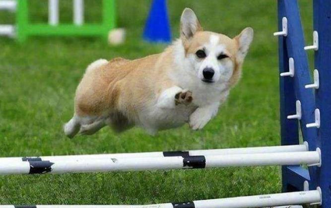 饲养柯基起码要掌握这5点,饲养柯基6大禁忌你做过几个