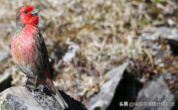 斑翅朱雀鸟图片,十大顶级名贵鸟类朱雀