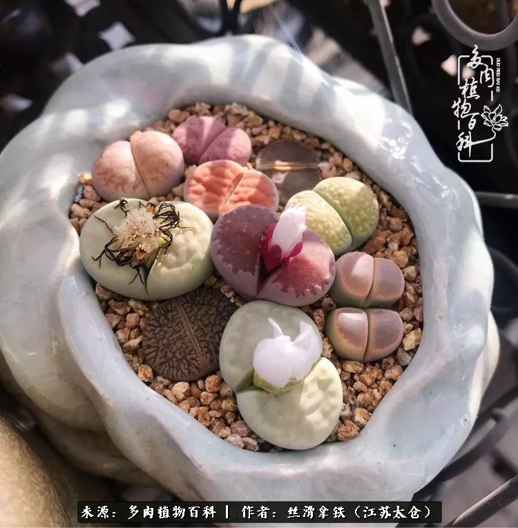 秋叶将落,秋叶即将落下你依然美丽