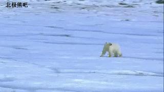 北极熊捕杀海豹的视频,北极熊捕杀海豹的真实过程