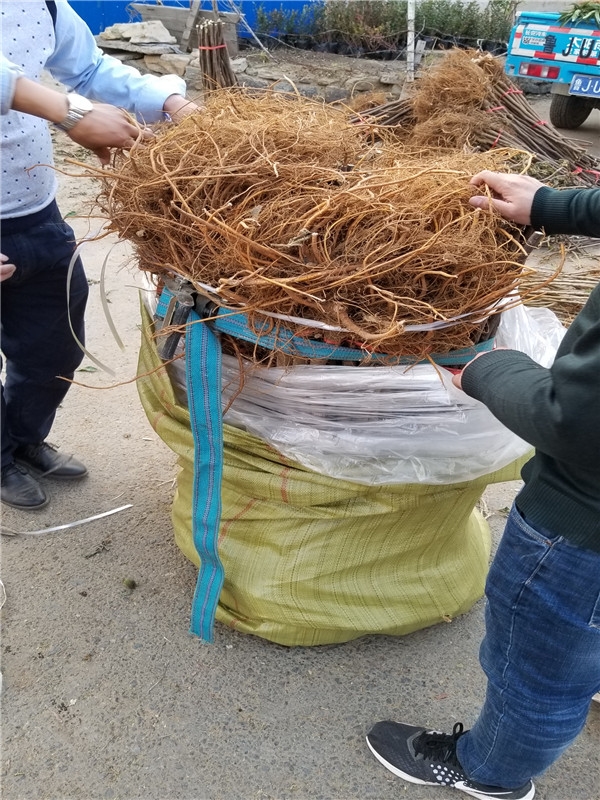 芭劳奈无花果适合哪种树形,芭劳奈无花果图片大全