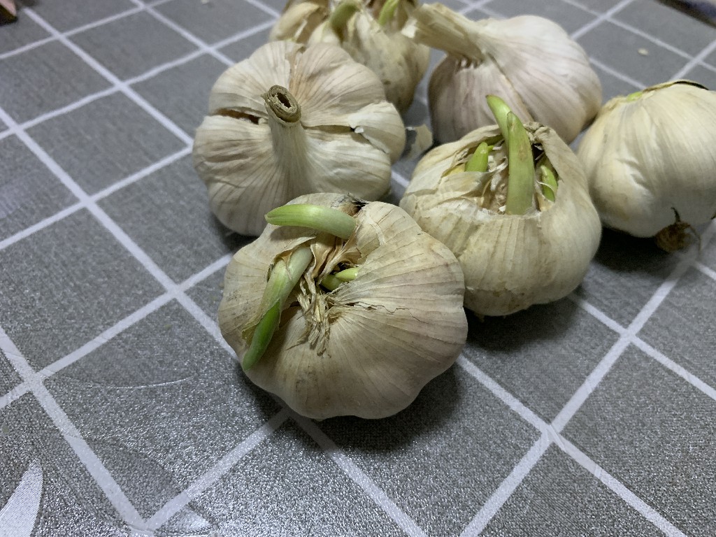大蒜怎么保存不发芽妙招,大蒜冬天出芽怎么办