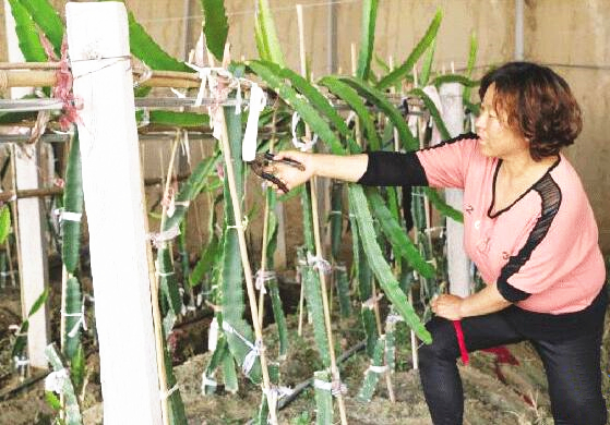 如何修剪火龙果枝条,火龙果花期可以修剪枝条吗