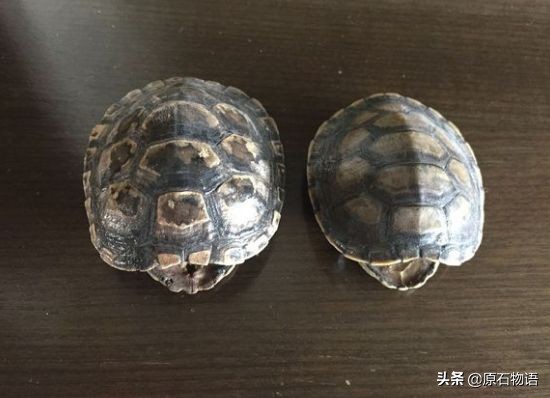 盘龟壳会玉化包浆后效果视频,龟壳盘多久玉化包浆起荧光