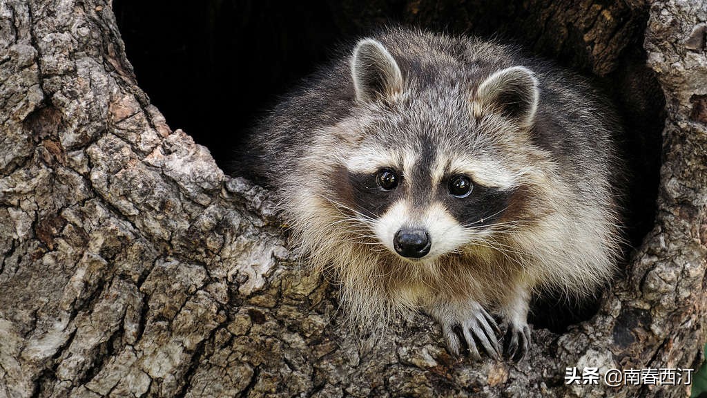 涓浗缃戞皯缇庡浗缃戞皯,涓浗缃戞皯缇庡浗