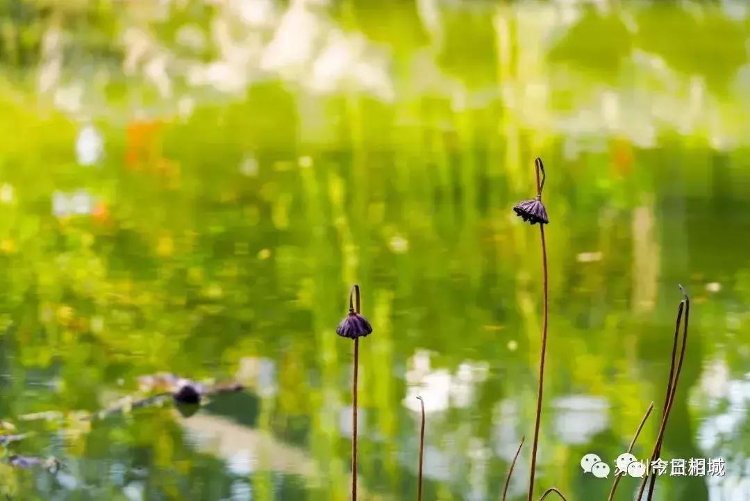 苏州园林夏季,苏州园林夜间