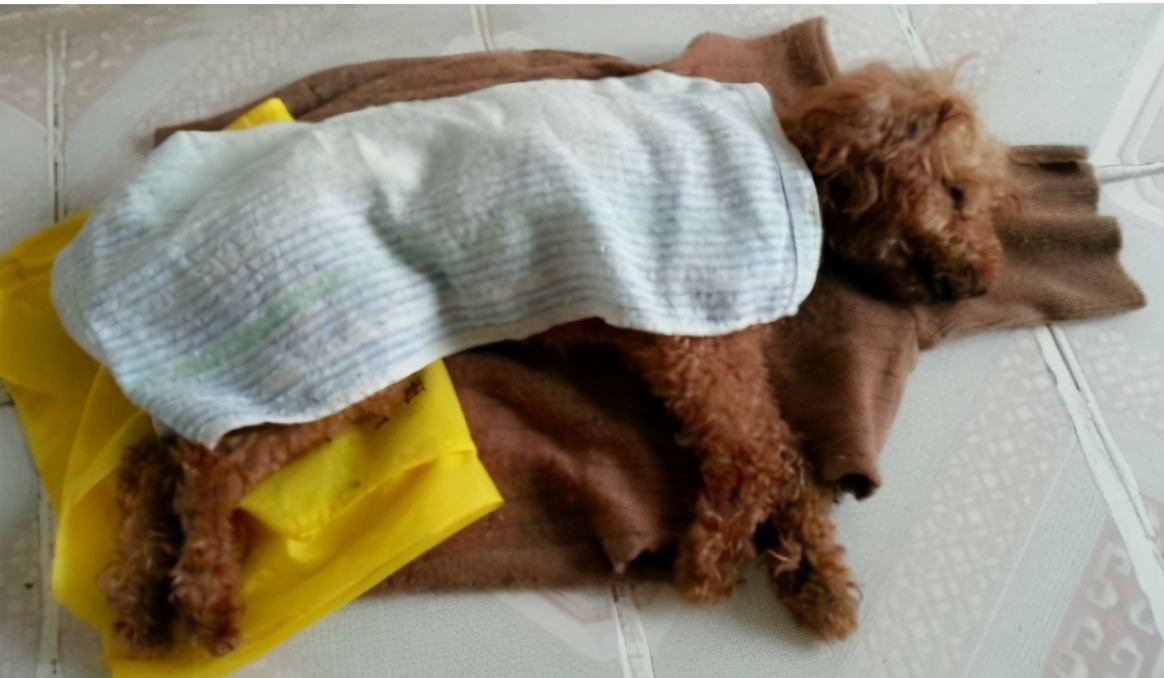 狗狗软便拉稀怎么办解决方案大全,幼犬狗狗拉软便怎么调理