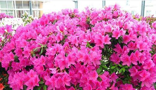 杜鹃长得不茂盛怎么办,杜鹃养花知识技巧和方法