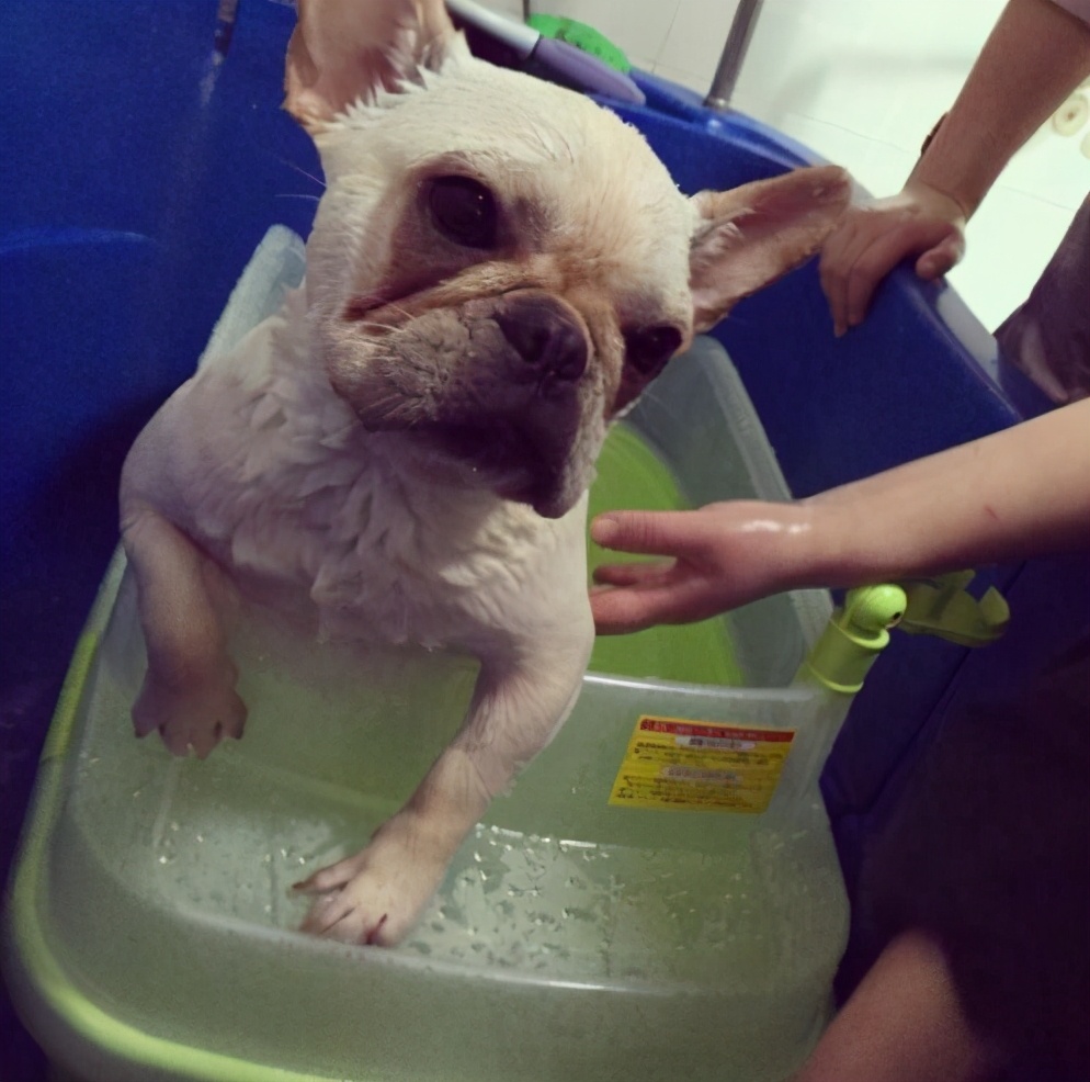 英国斗牛犬和法国斗牛犬哪个好养,法国斗牛犬为什么禁养