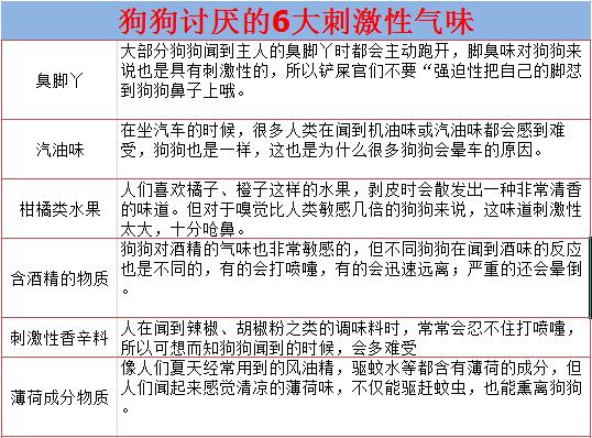狗狗出门到处闻背后的原因不简单,狗狗频繁出现这5个信号
