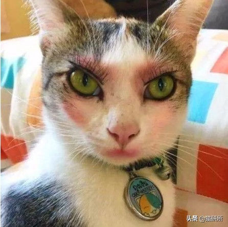 猫咪手脏怎么清洗,如何洗猫咪粘毛的物品