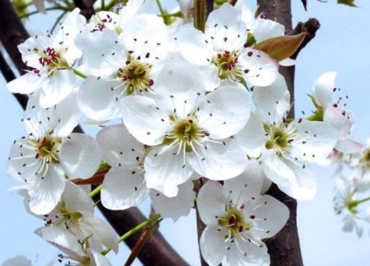 梨树的花期管理,秋月梨树花期管理