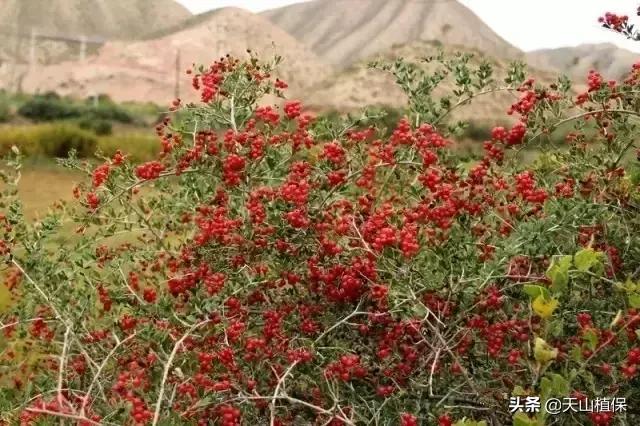 荒漠发现的生物,新疆戈壁滩常见低矮植物