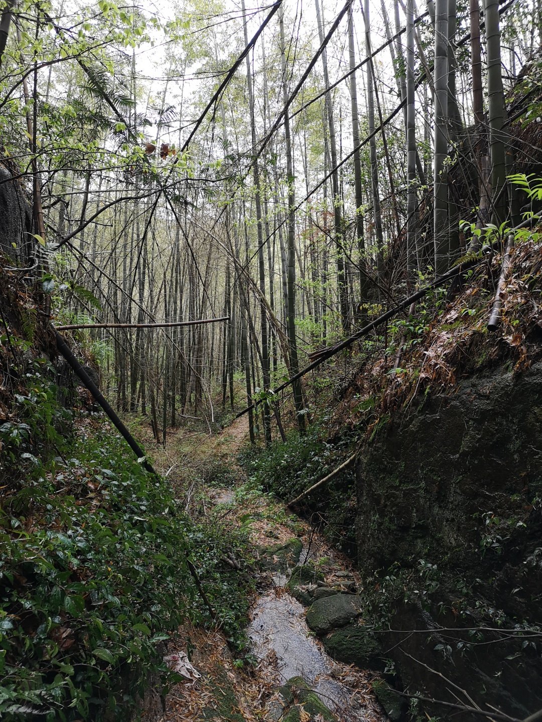 竹林深处探宝——只为了那一棵黄精