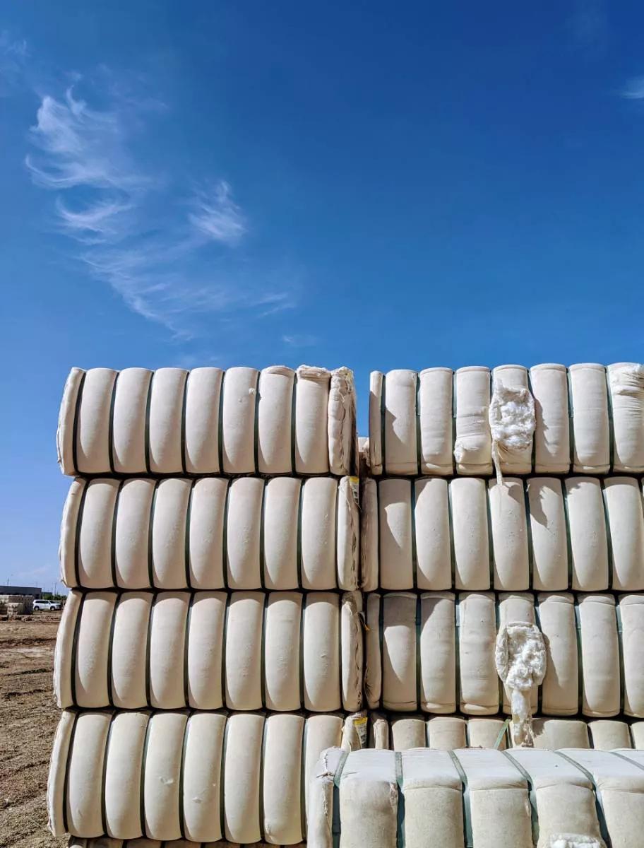 棉田里的边缘战事