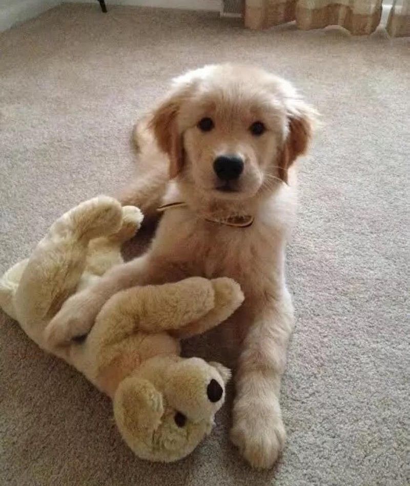 金毛太瘦可以买么,金毛太瘦需要补充营养膏么