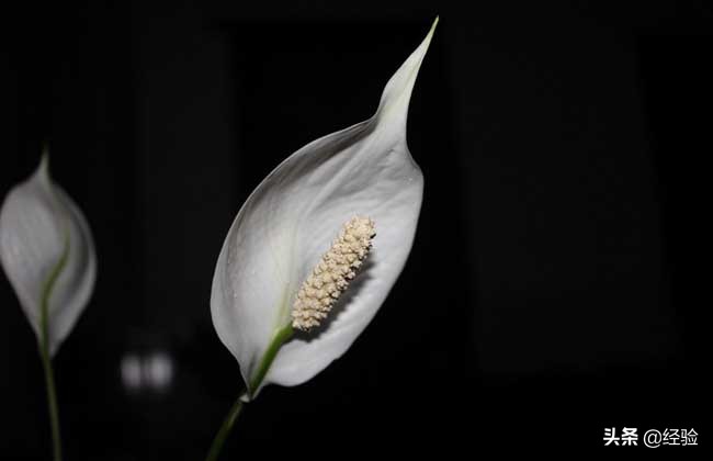 一帆风顺叶子下垂急救,一帆风顺花蔫了叶子下垂发软