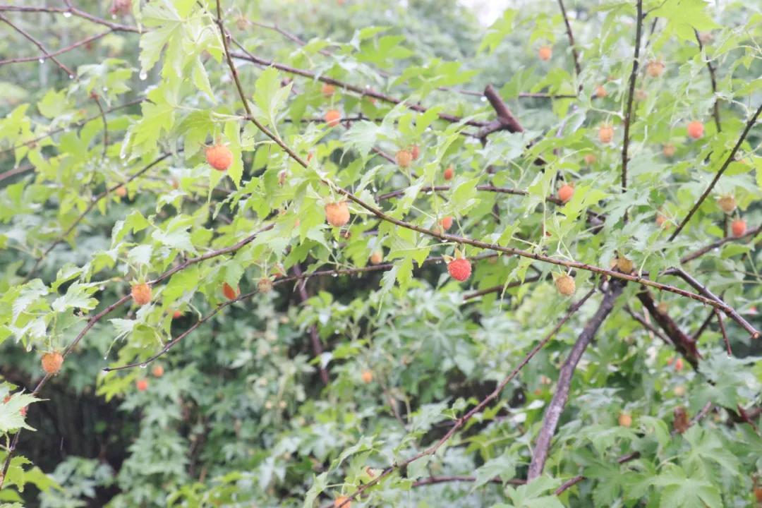 诸暨哪里树莓采摘最好,诸暨摘树莓