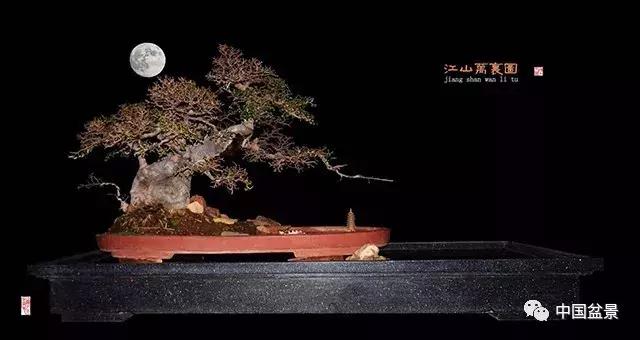 陈文图老师,陈文图盆景欣赏