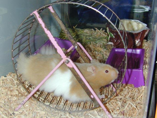 科学家用三组老鼠做实验,发现了让大脑变聪明的秘密……父母必读