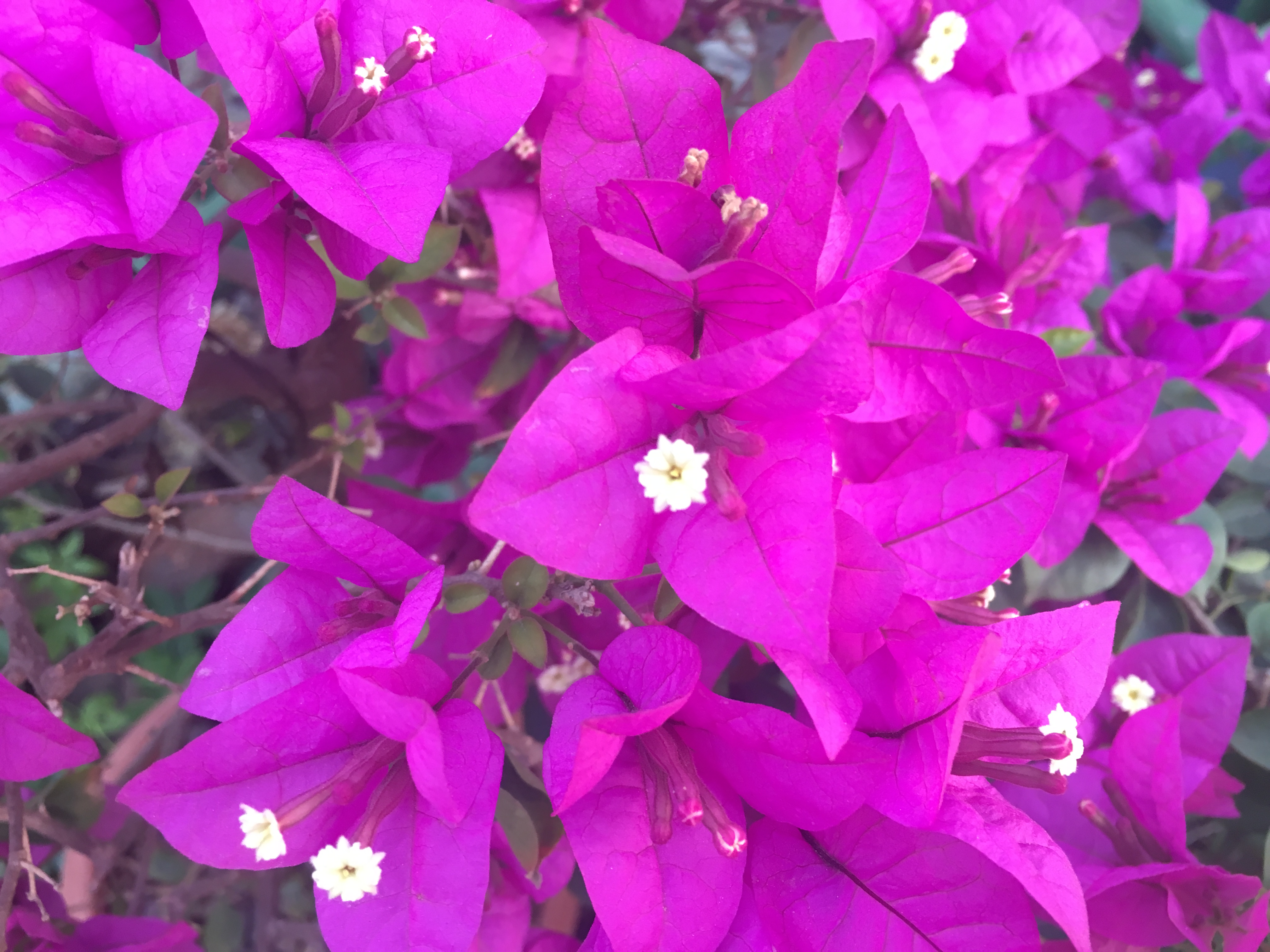 三角梅刚栽就烂根怎么回事,三角梅烂根用什么方法能补救