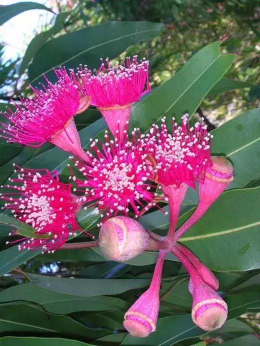 桉树风景图片,西澳桉树花