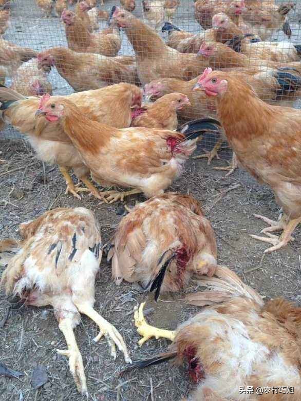 鸡相互之间啄毛是怎么回事,鸡啄毛怎么治最快最有效