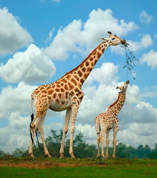 长颈鹿是怎么进化成长脖子的,长颈鹿为什么有长长的脖子呢