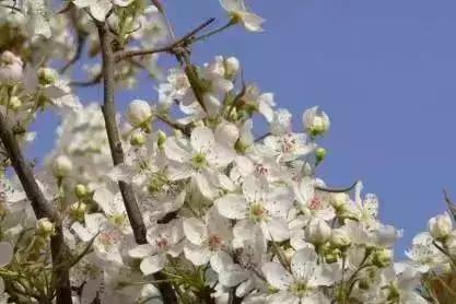京郊最美的十大花海,京郊这些浪漫花海惊艳初秋的北京