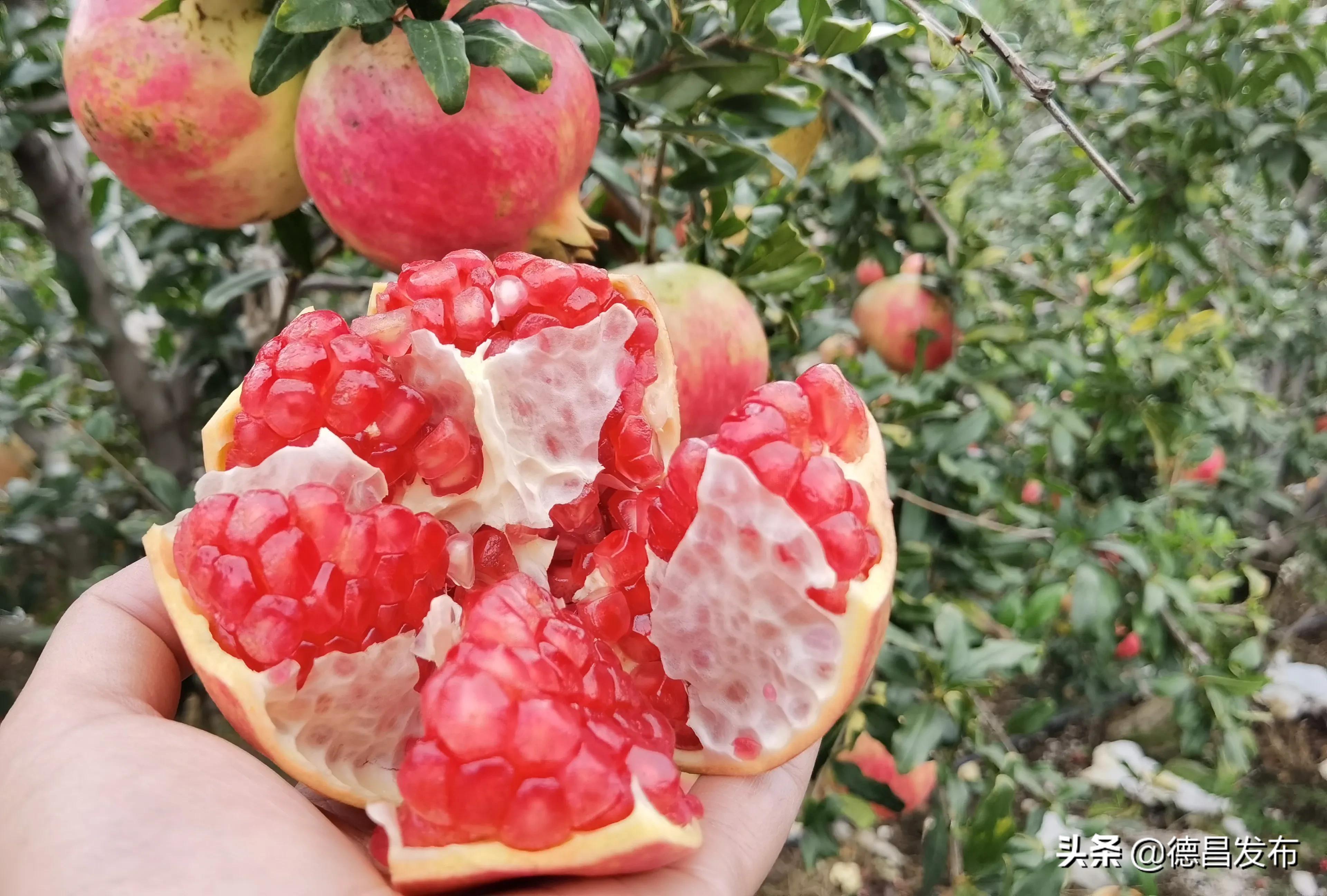 德昌：又到一年石榴红石榴丰收农民乐