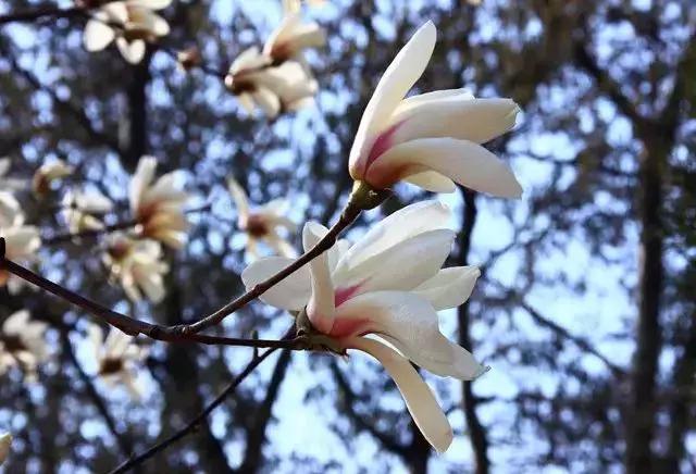 身边常见花卉识别,身边常见的树有哪些