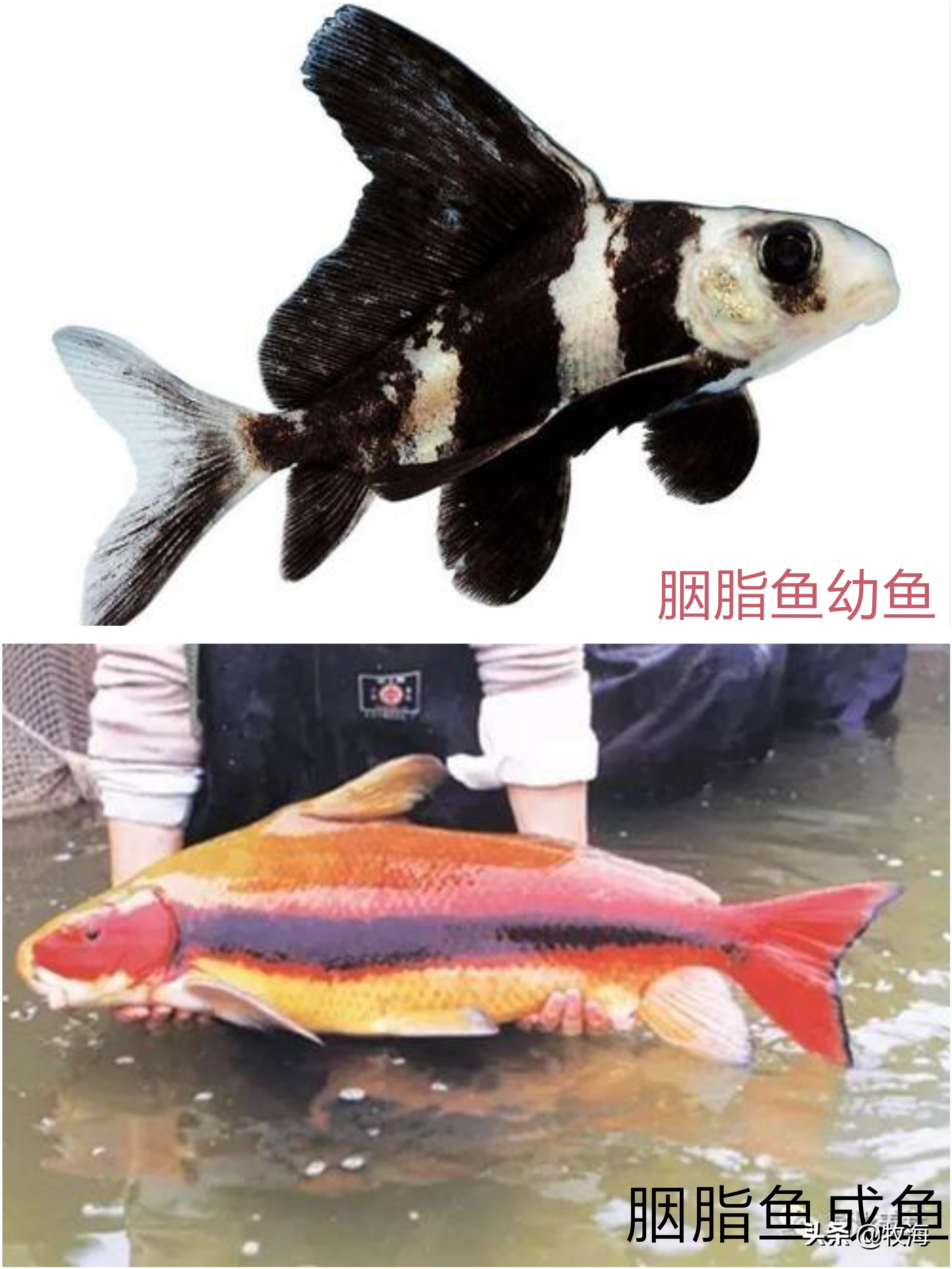 一帆风顺胭脂鱼有什么作用,胭脂鱼和一帆风顺有什么差别