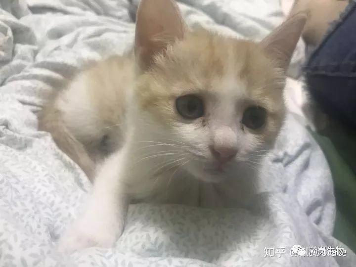 养品种猫的好处,土猫可以和品种猫配吗