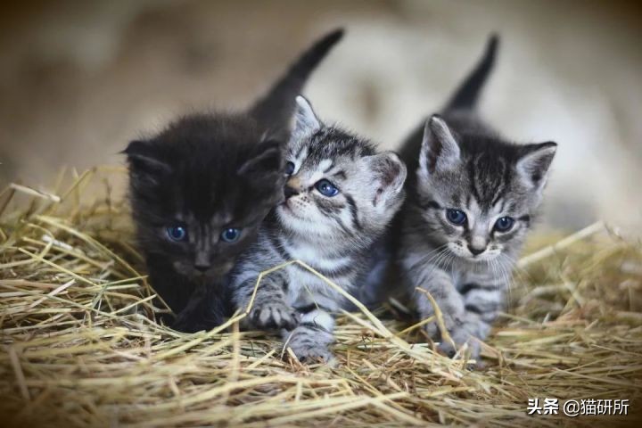 猫咪眼睛不同形态,猫咪的眼睛为什么有各种颜色