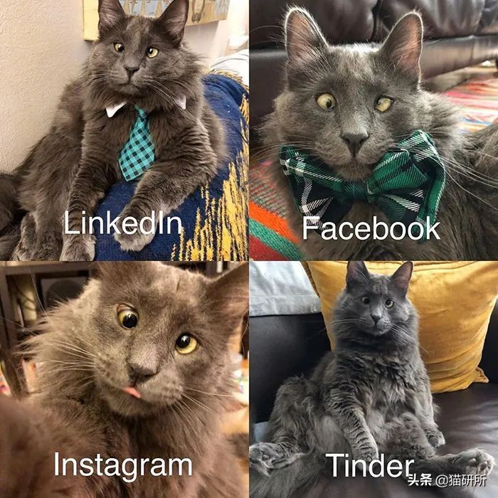 猫咪斗鸡眼是什么意思,猫咪斗鸡眼困倦不爱动微微颤抖