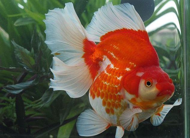 哪个品种的金鱼最漂亮最好看,传统金鱼国粹金鱼