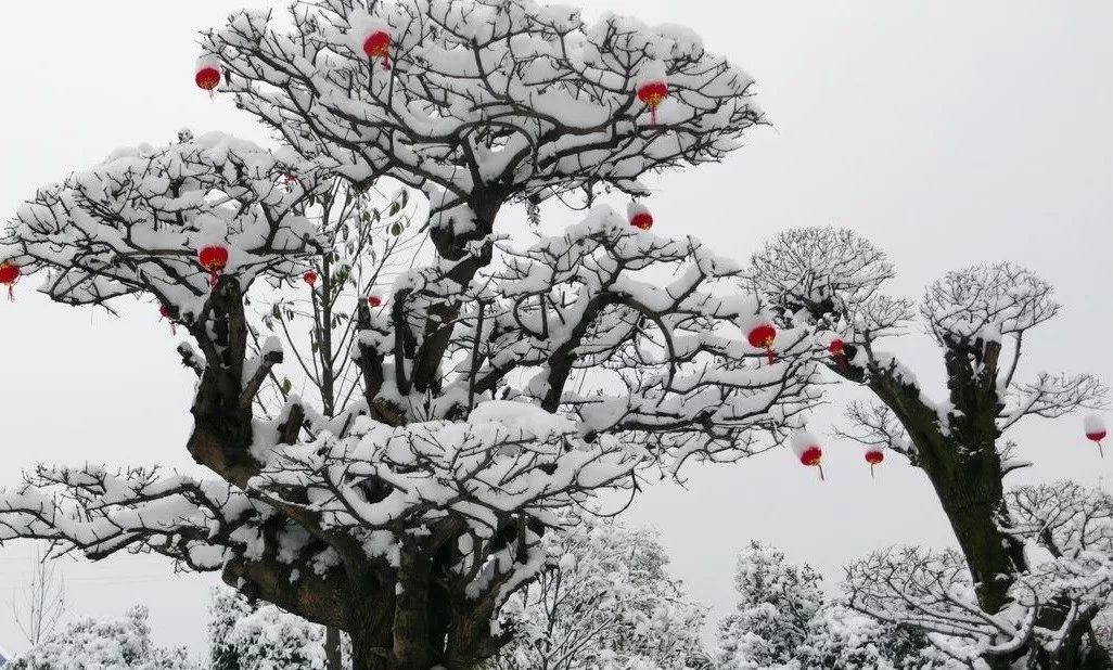 许昌大雪最新消息,许昌大雪
