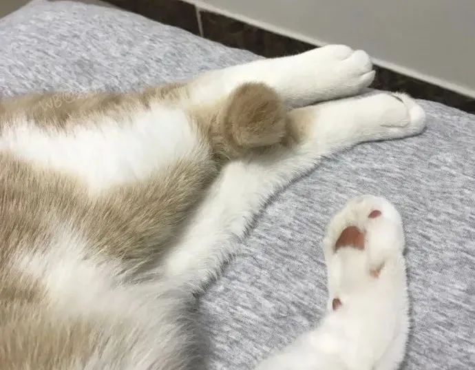 猫是只好猫，但被网友这么一弄…哈哈哈哈哈没脸见人了