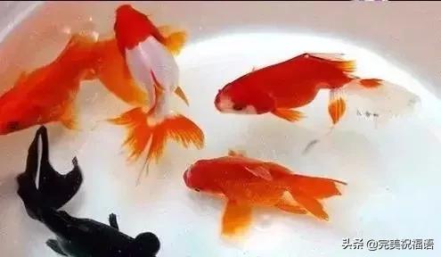 祝大家新年快乐年年有锦鲤,祝大家新年大吉年年有鱼