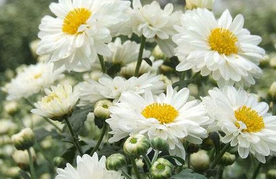 安徽马鞍山十大特产,安徽十大特产小吃排行榜