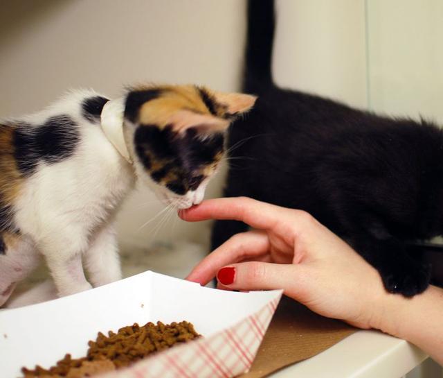 土猫不乖该怎么养,土猫性格