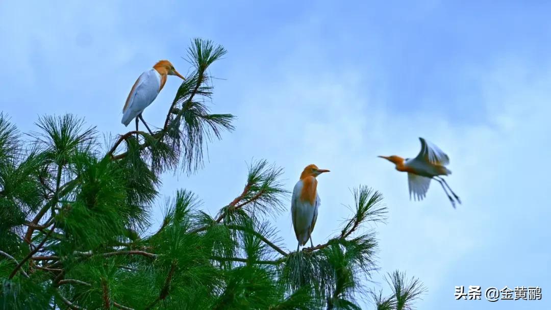 为什么云南女人长相好看,云南真的很漂亮吗